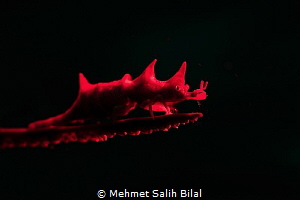 Red dragon. by Mehmet Salih Bilal 